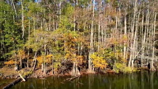 Καταπληκτική Φύση Στο Caddo Lake State Βάλτους Στο Τέξας Εναέρια — Αρχείο Βίντεο