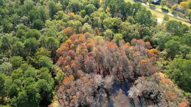 Erstaunliche Natur Den Sümpfen Des Caddo Lake State Texas Luftaufnahme — Stockvideo