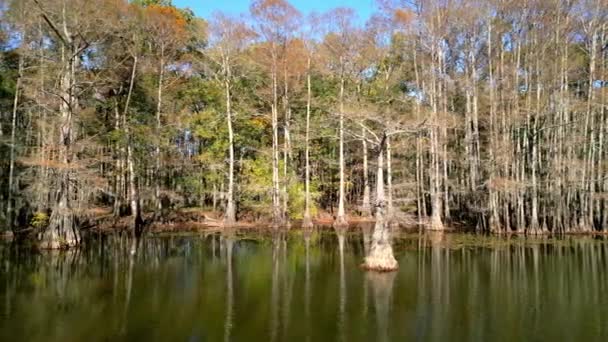 Big Cypress Bayou River Caddo Lake State Park Aerial View — Stock Video