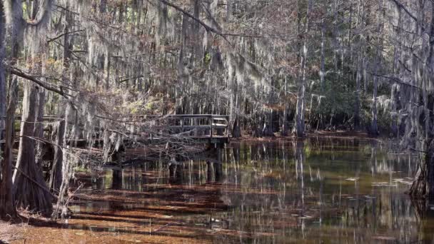 テキサス州の湿地に不気味な木があるカドー湖 旅行写真 — ストック動画