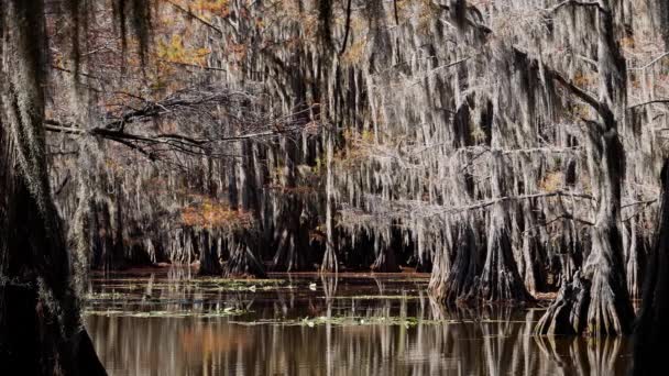 Lago Caddo Con Sus Espeluznantes Árboles Los Pantanos Texas Fotografía — Vídeos de Stock
