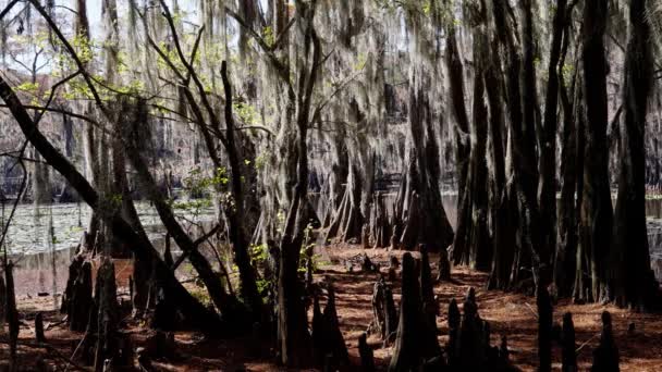 得克萨斯州沼泽地中的卡多湖中令人惊奇的树木 旅行摄影 — 图库视频影像