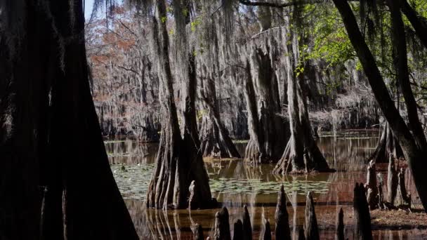 テキサス州の湿地に不気味な木があるカドー湖 旅行写真 — ストック動画