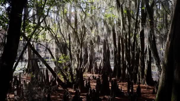 テキサス州の湿地にあるカドー湖の素晴らしい木 旅行写真 — ストック動画