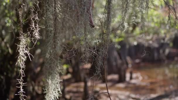 Teksas Taki Caddo Gölü Parkı Nanılmaz Bitki Örtüsü Manzarası Var — Stok video