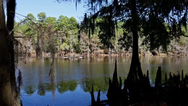 Teksas Taki Caddo Gölü Parkı Nanılmaz Bitki Örtüsü Manzarası Var — Stok video
