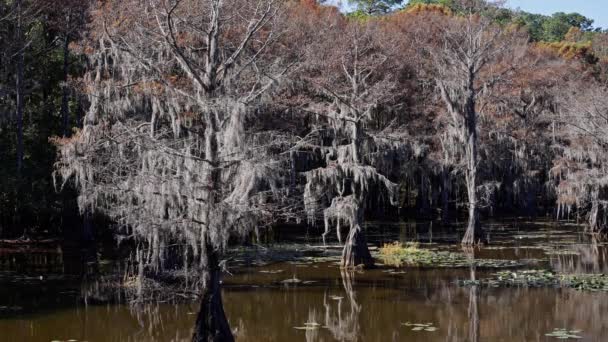 Teksas Bataklıklarında Caddo Gölü Ndeki Muhteşem Ağaçlar Seyahat Fotoğrafçılığı — Stok video