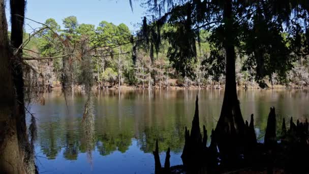 Caddo Lake State Park Texas Its Amazing Vegetation Landscape Travel — Stock Video