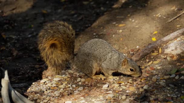 Eichhörnchen Auf Nahrungssuche Park Reisefotos — Stockvideo