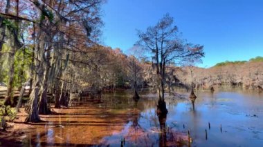 Texas bataklıklarında güzel Caddo Gölü - seyahat fotoğrafçılığı