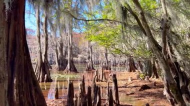 Teksas 'taki Caddo Gölü' ndeki tipik manzara. Seyahat fotoğrafçılığı.
