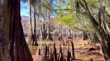 Louisiana bataklıklarında tipik ağaçlar - seyahat fotoğrafçılığı