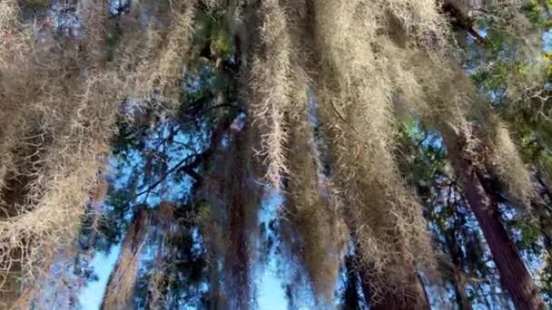 路易斯安那州沼泽地中的典型树木 旅行摄影 — 图库视频影像