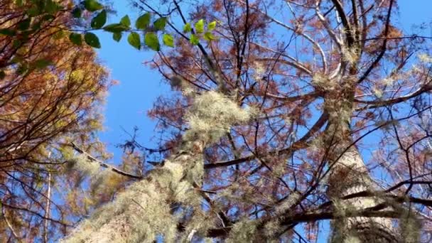 Типичные Деревья Болотах Луизианы Фотографии Путешествий — стоковое видео