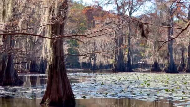 Caddo Gölü Parkı Inanılmaz Doğası Ile Seyahat Fotoğrafçılığı — Stok video
