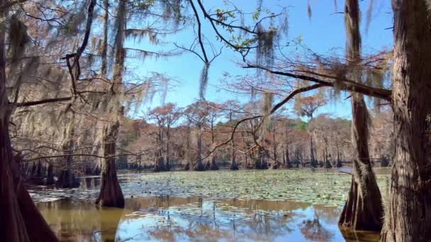 Gli Alberi Tipici Nelle Paludi Della Louisiana Fotografia Viaggio — Video Stock