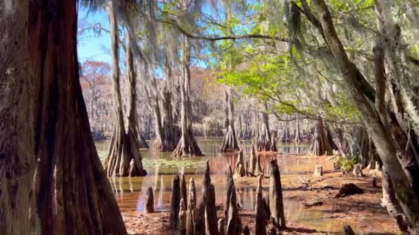 ルイジアナ州の湿地帯の典型的な木 旅行写真 — ストック動画