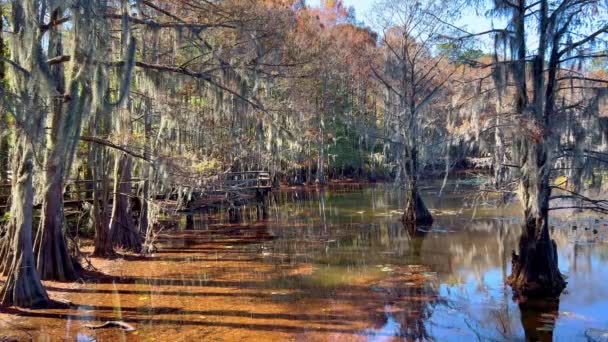 Les Marécages Texas Lac Caddo Photographie Voyage — Video