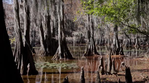 テキサス州の湿地にあるカドー湖の素晴らしい木 Caddo Lake Texas 2022年11月5日 — ストック動画