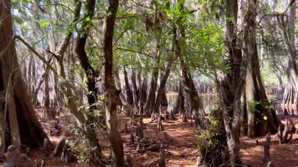 卡多湖国家公园以其惊人的自然特征 旅游摄影 — 图库视频影像