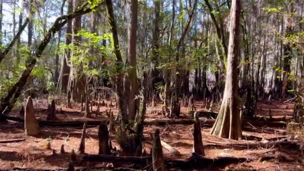 Caddo Lake State Park Its Amazing Nature Travel Photography — Stock Video