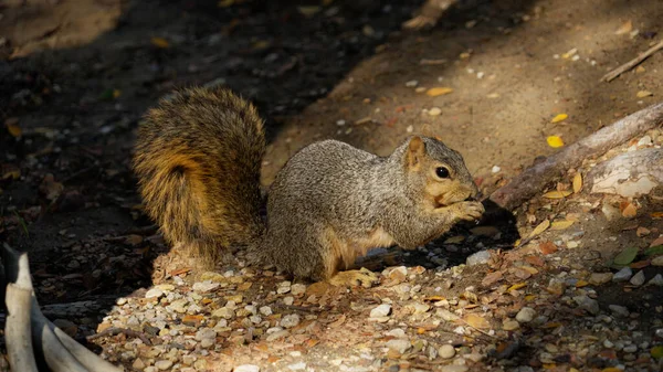 Squirrel finding food in a park - DALLAS, TEXAS