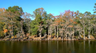 Caddo Gölü Parkı 'ndaki Büyük Cypress Nehri - CADDO Gölü, TEXAS - Kasım 04, 2022