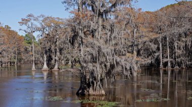 Teksas 'taki Caddo Gölü' nün sakin suları - seyahat fotoğrafçılığı