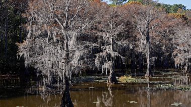 Teksas bataklıklarında Caddo Gölü 'ndeki muhteşem ağaçlar. Seyahat fotoğrafçılığı.