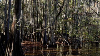 Caddo Lake State Park in Texas with its amazing vegetation and landscape - travel photography clipart