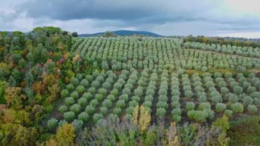 Toskana İtalya 'da zeytin ağaçlarının üzerinden uçmak - seyahat fotoğrafçılığı