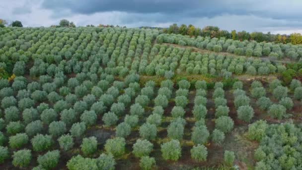 トスカーナのオリーブの木の上を飛行 旅行写真 — ストック動画
