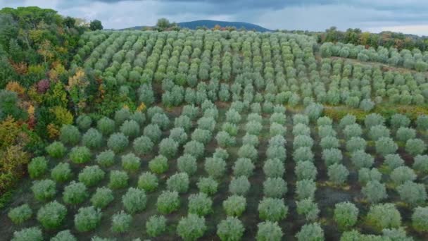 Krajobrazy Wiejskie Drzewami Oliwnymi Toskanii Włochy Zdjęcia Powietrza — Wideo stockowe