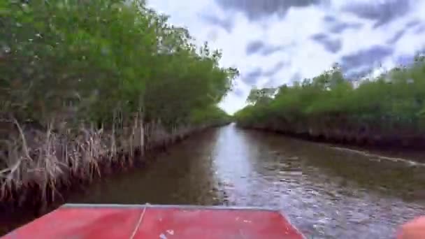 High Speed Airboat Ride Mangrove Forest Everglades Travel Photography — Stock Video
