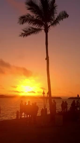 Amazing Silhouettes Palm Trees Sunset Travel Photography — Vídeos de Stock