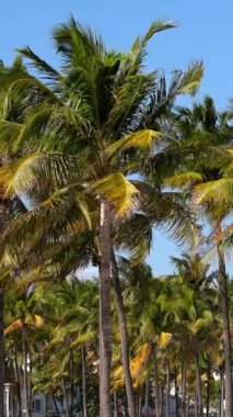 Miami 'deki Güney Sahili' nin güzel palmiye ağaçları. Seyahat fotoğrafçılığı.