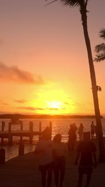 Καταπληκτικές Σιλουέτες Από Φοίνικες Στο Ηλιοβασίλεμα Ταξιδιωτική Φωτογραφία — Αρχείο Βίντεο