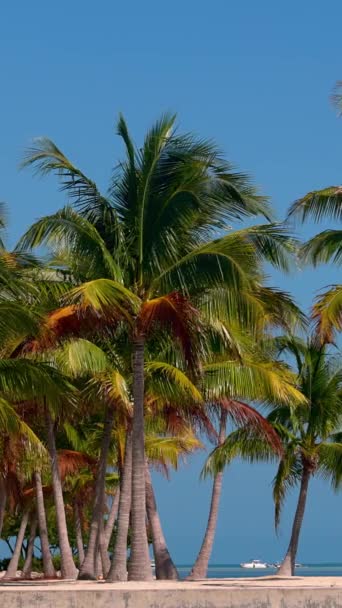 Чудовий Карибський Пляж Рай Сонячних Мандрівках — стокове відео
