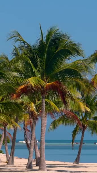 Υπέροχη Παραλία Της Καραϊβικής Ένας Παράδεισος Στον Ήλιο Ταξιδιωτικές Φωτογραφίες — Αρχείο Βίντεο