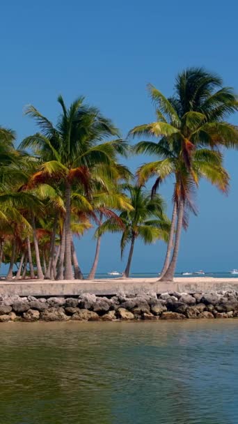 아름다운 카리브해 사진에 나오는 — 비디오