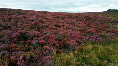 Beautiful heather in the Peak District National Park - aerial view - drone photography