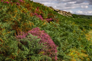 Beautiful heather fields in the Peak District - travel photography