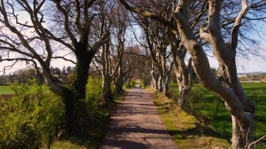 Famous Dark Hedges in Northern Ireland - drone footage