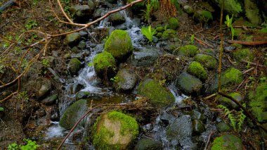 Small idyllic creek in the woods - travel photography