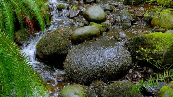 Mossy stones in a small creek - beautiful nature - travel photography