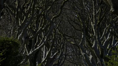 Kuzey İrlanda 'daki ünlü Dark Hedges - seyahat fotoğrafçılığı - İrlanda seyahat fotoğrafçılığı