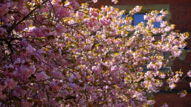Bir bahar günü çiçek açan harika ağaçlar - İrlanda seyahat fotoğrafçılığı
