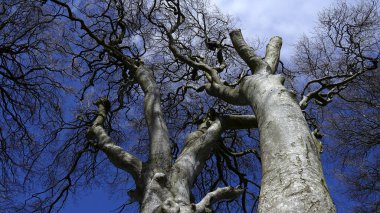 Kuzey İrlanda 'daki ünlü Dark Hedges - seyahat fotoğrafçılığı - İrlanda seyahat fotoğrafçılığı