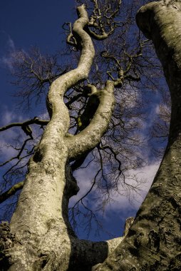 The Dark Hedges in Northern Ireland - landscape photography