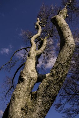 The Dark Hedges in Northern Ireland - landscape photography